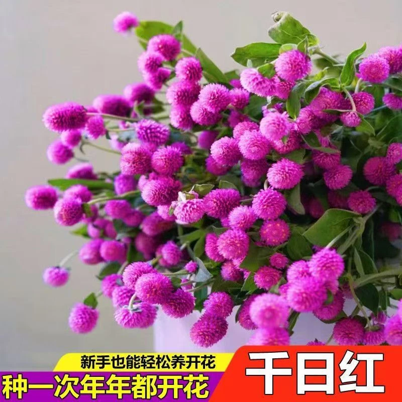 千日红种子四季百日红花朵阳台花矮生花卉耐寒室外秋播庭院盆栽.0
