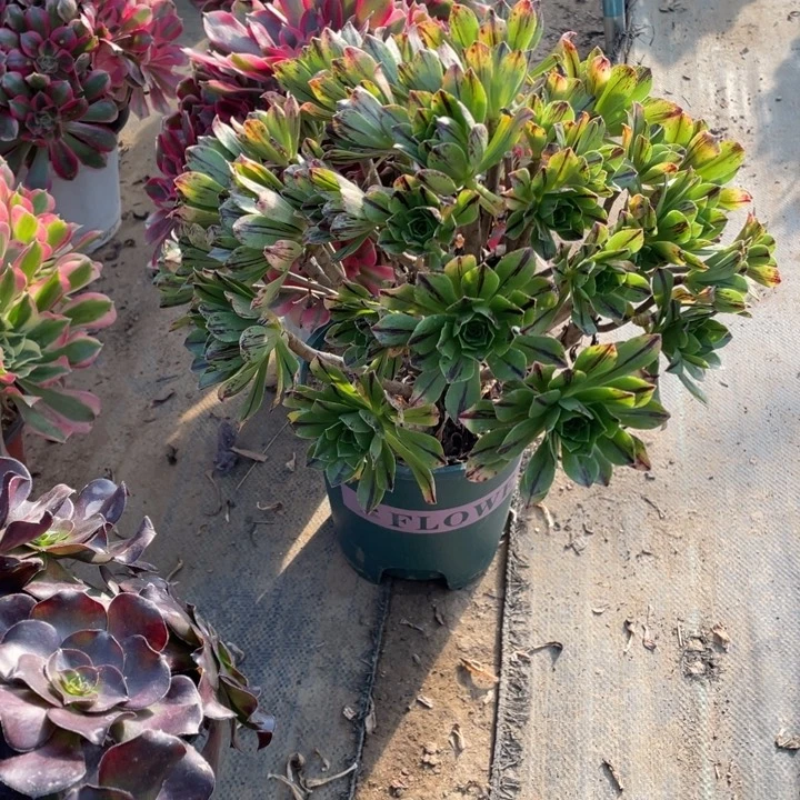 75碧火多肉植物多肉多肉多肉