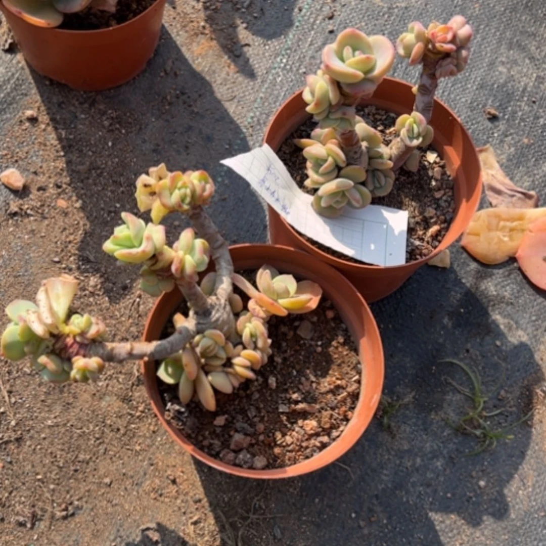 【闪购商品】顺**羊白凤