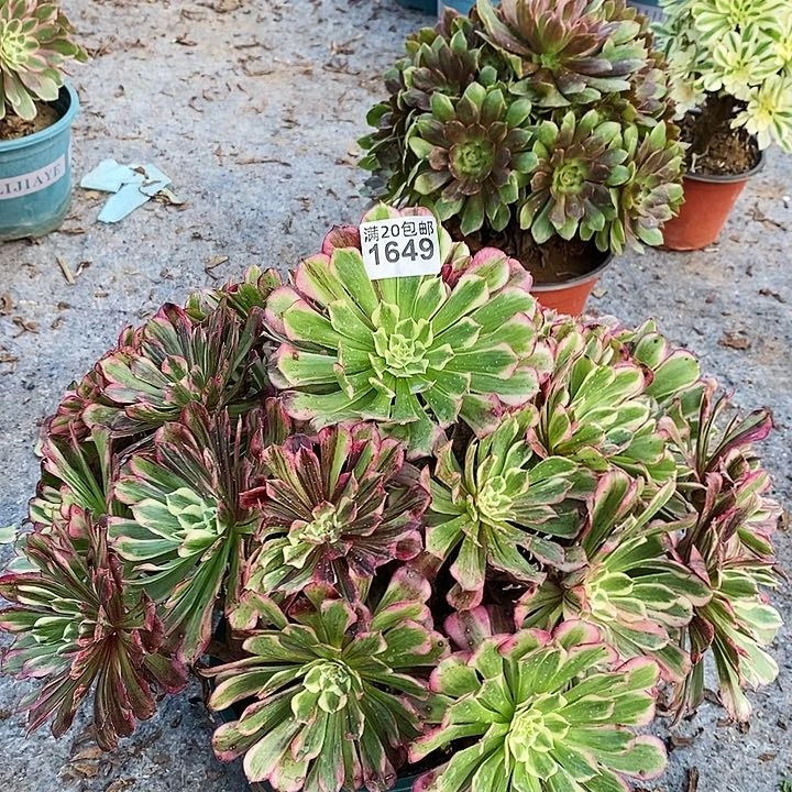 1649 一颗同花顺法师