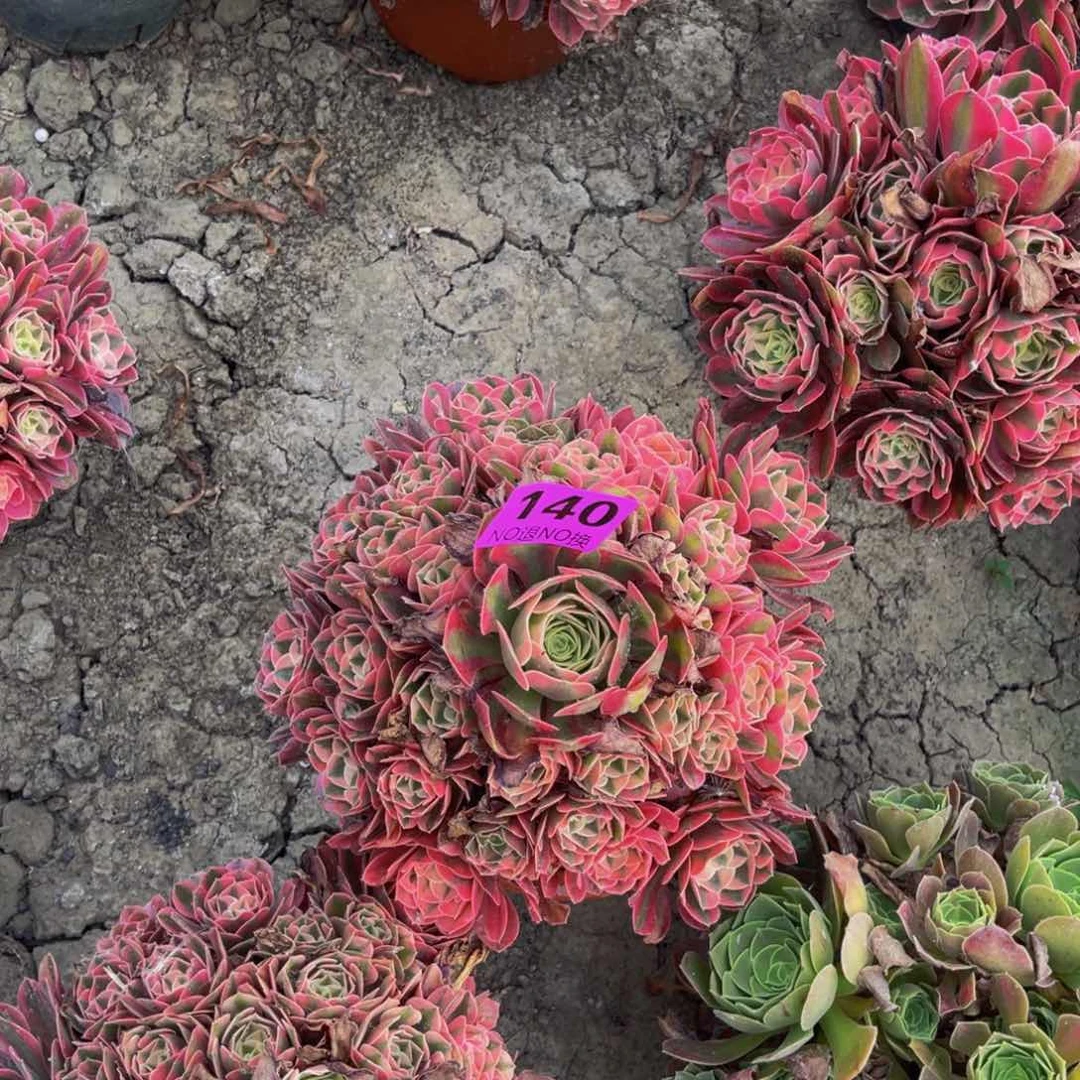 粉女巫法师朵朵6-63