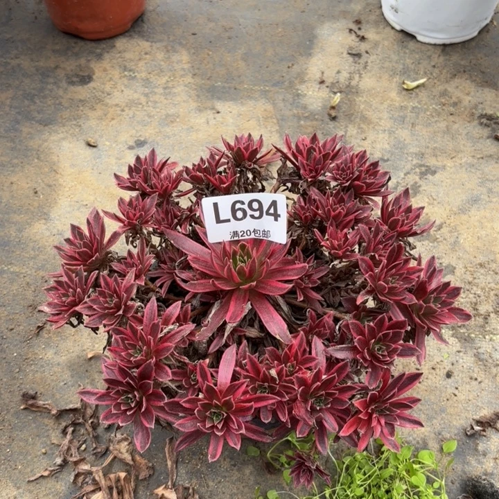 瑞妈多肉园艺694-