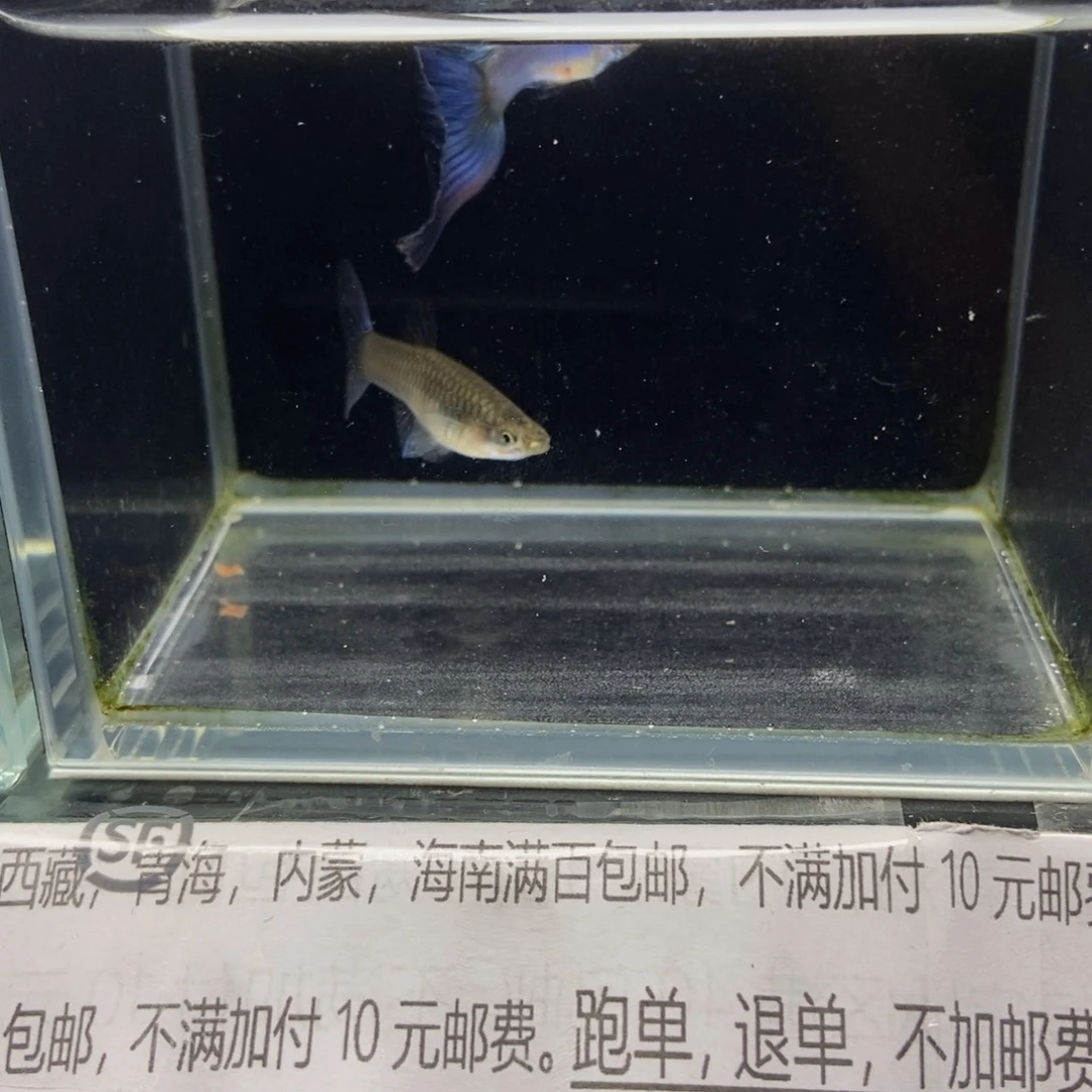 海水鱼新疆蓝孔雀鱼
