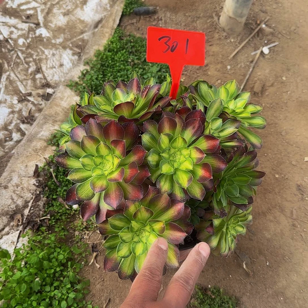 301韶华送哦哦哦