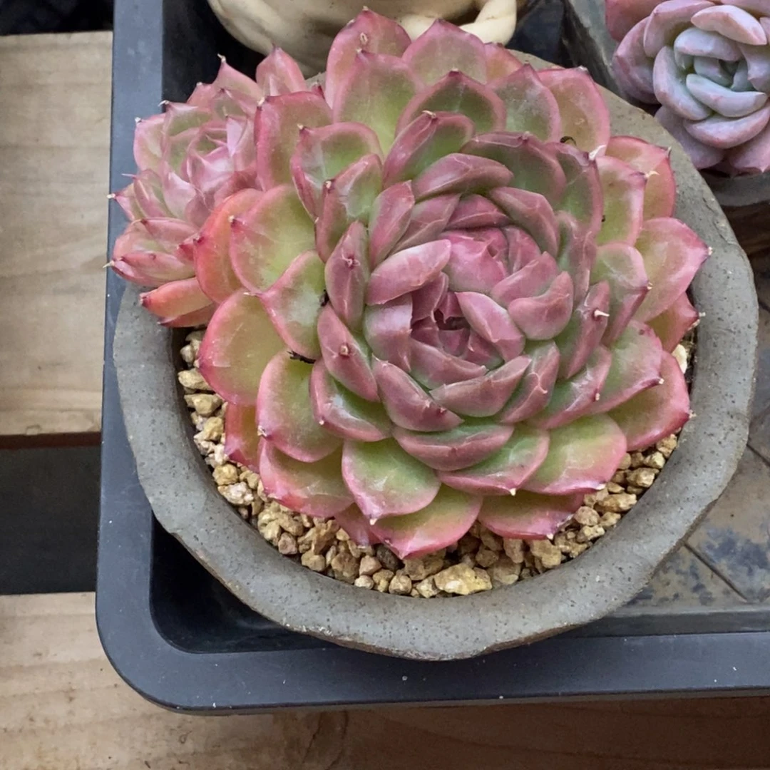 精品多肉一物一拍不包整354