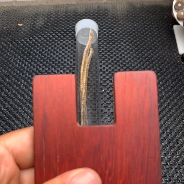 大果紫檀（缅甸花梨）