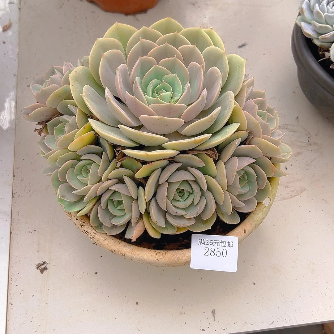 &***@2850蓝色苍鹭多肉植物多肉