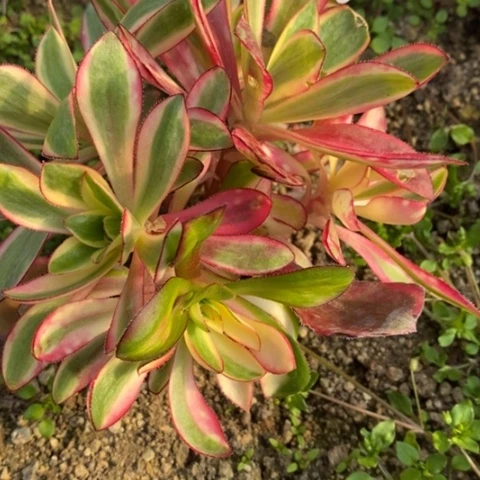 燕*天946红魔女满25包邮多肉