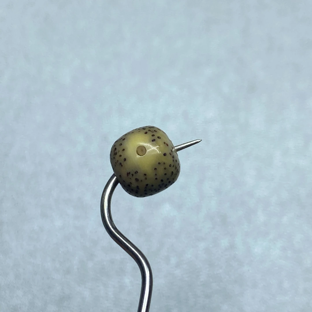 5海南原生态星月菩提改价链接