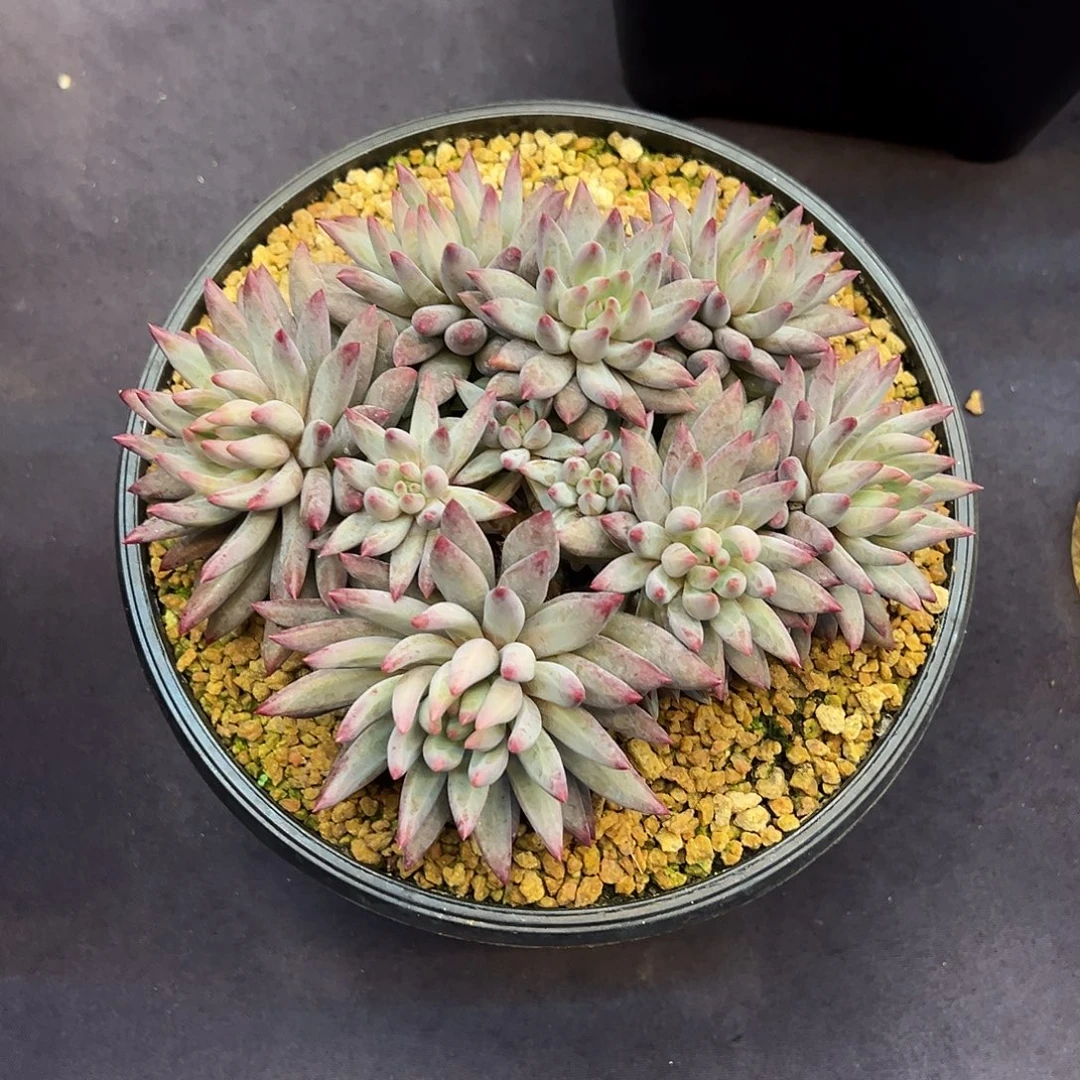 多肉植物多头自然虞美人