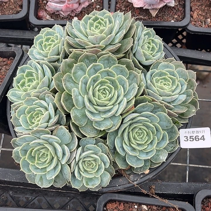 阿雅园艺。     3564昂斯诺