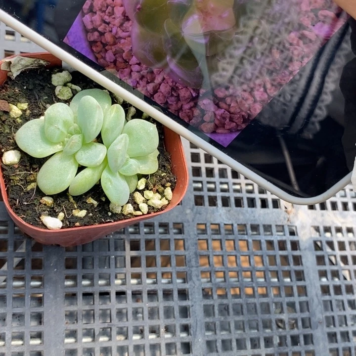 标签1078甜心224一个多肉