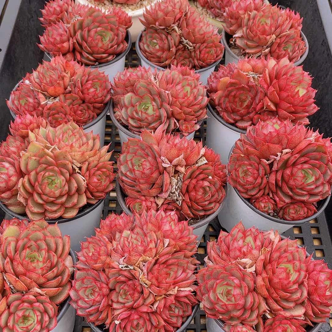 量拍17号 安娜玫瑰大群生一个