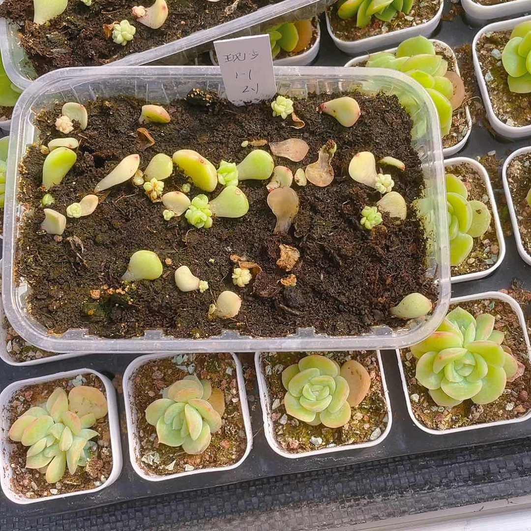 无*现金芝麻一个满25包邮