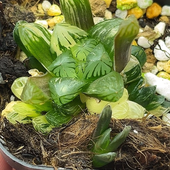 18群生老川玉露锦