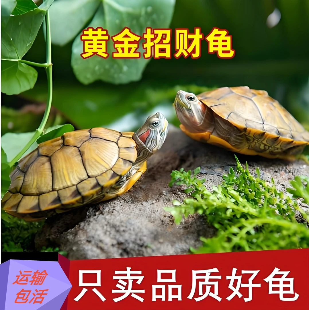 活体宠物观赏小乌龟直播链接