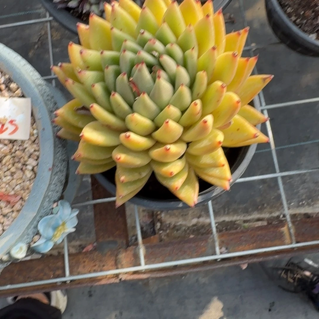 黄蜡东云单头多肉