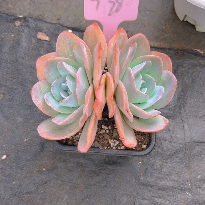 吃***子布鲁兰多肉植物2 8