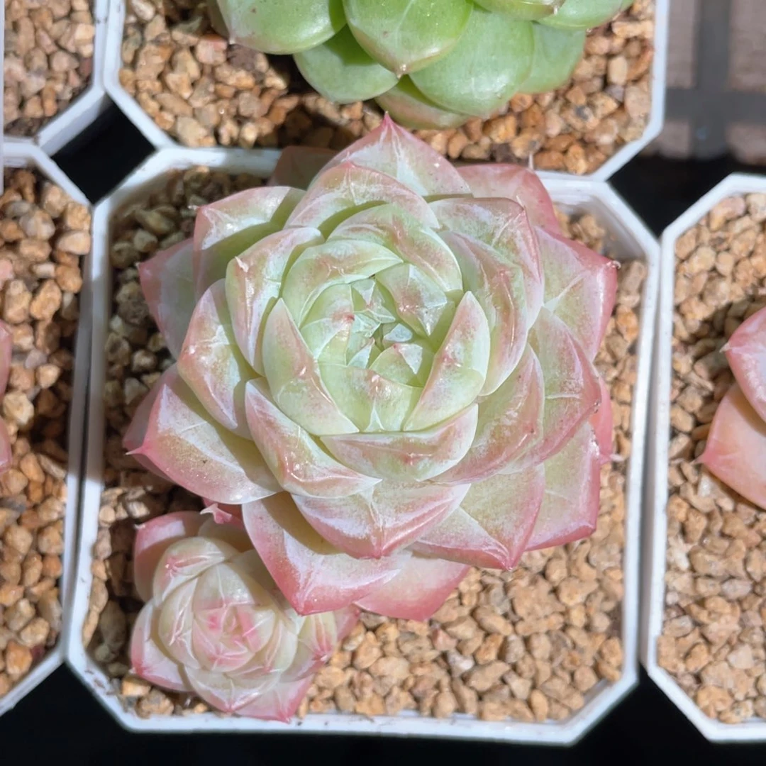 优选奶芙珍妮1408