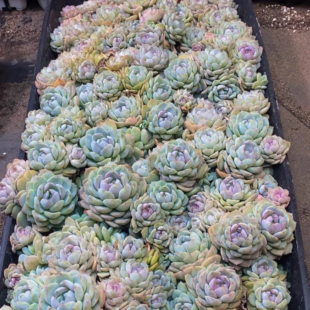 苏**干697多肉植物纤维面膜贴