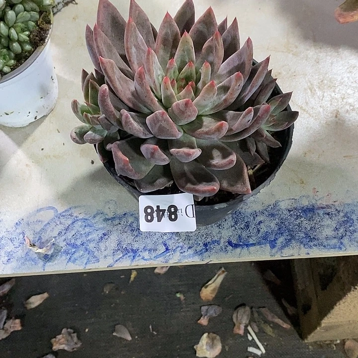 源****848圣徒多肉植物多肉