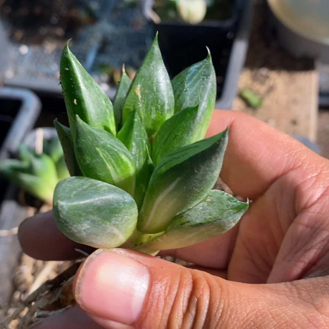 31120 一颗福利。