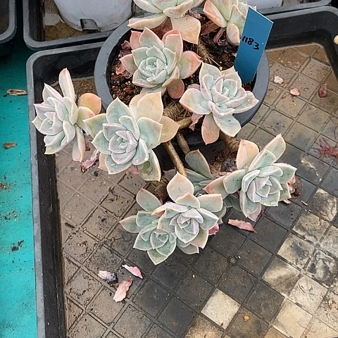 1183不包整多肉植物老桩
