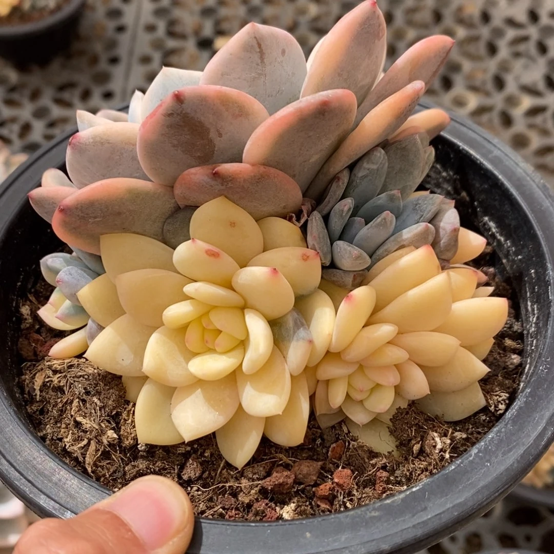 橙子多肉植物7201