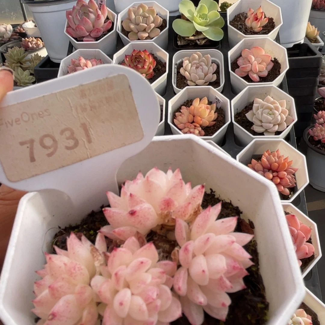 麦秆群7931-5.0厘米