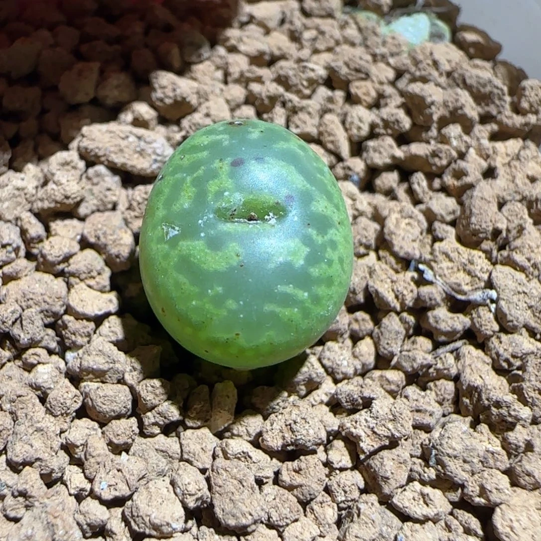 肉锥多肉植物组合-绿流苏1273