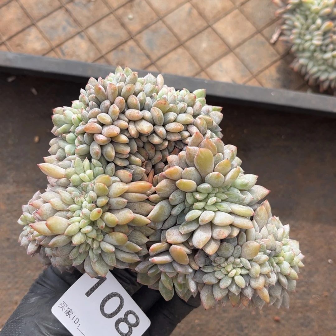 108号新疆西藏内蒙古不包邮