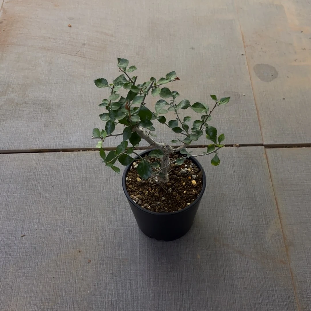 木藤**香桃林带盆土哈哈哈哈哈