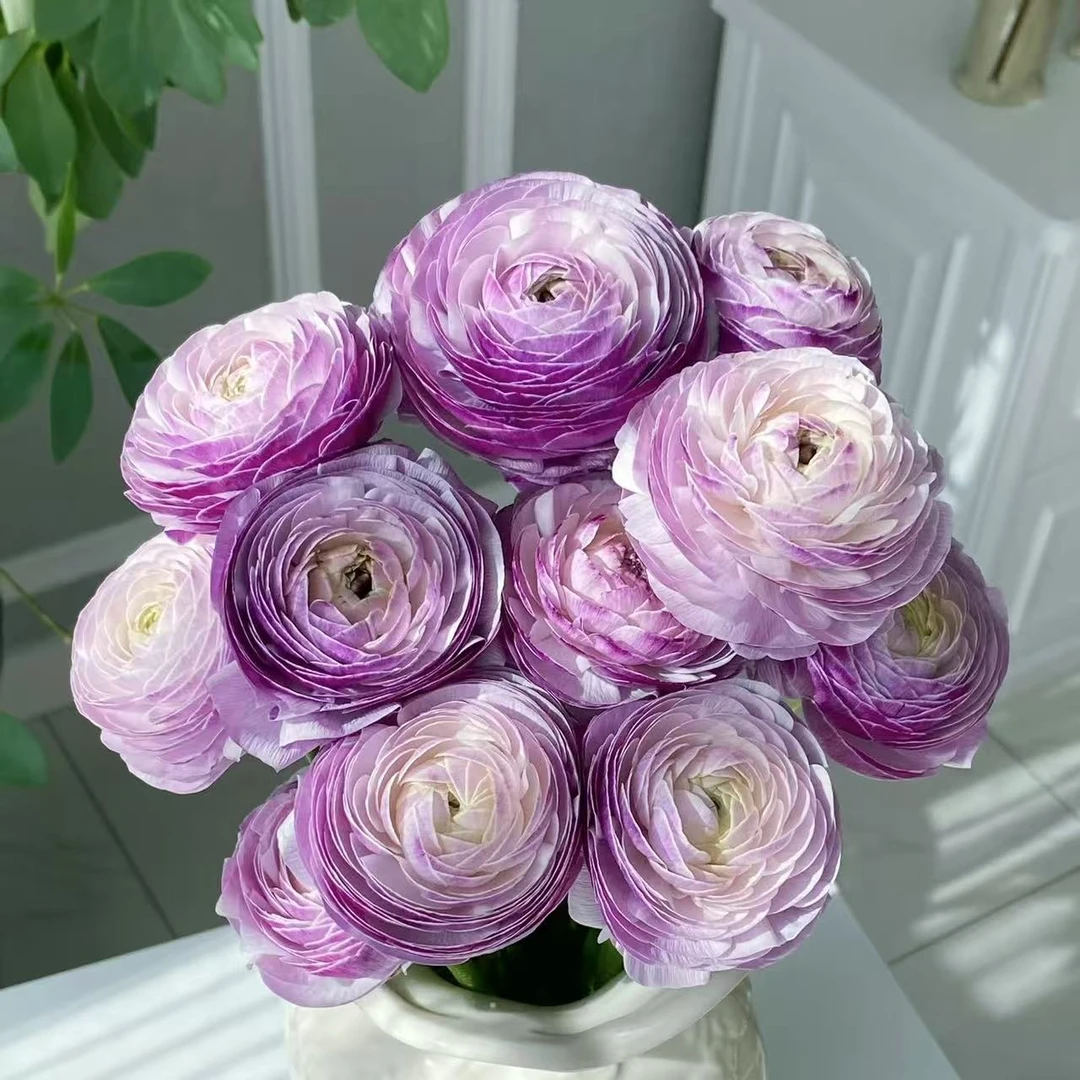 【思芹花卉|日系洋葱紫洋牡丹】花瓣重重叠叠，顺丰空运包邮