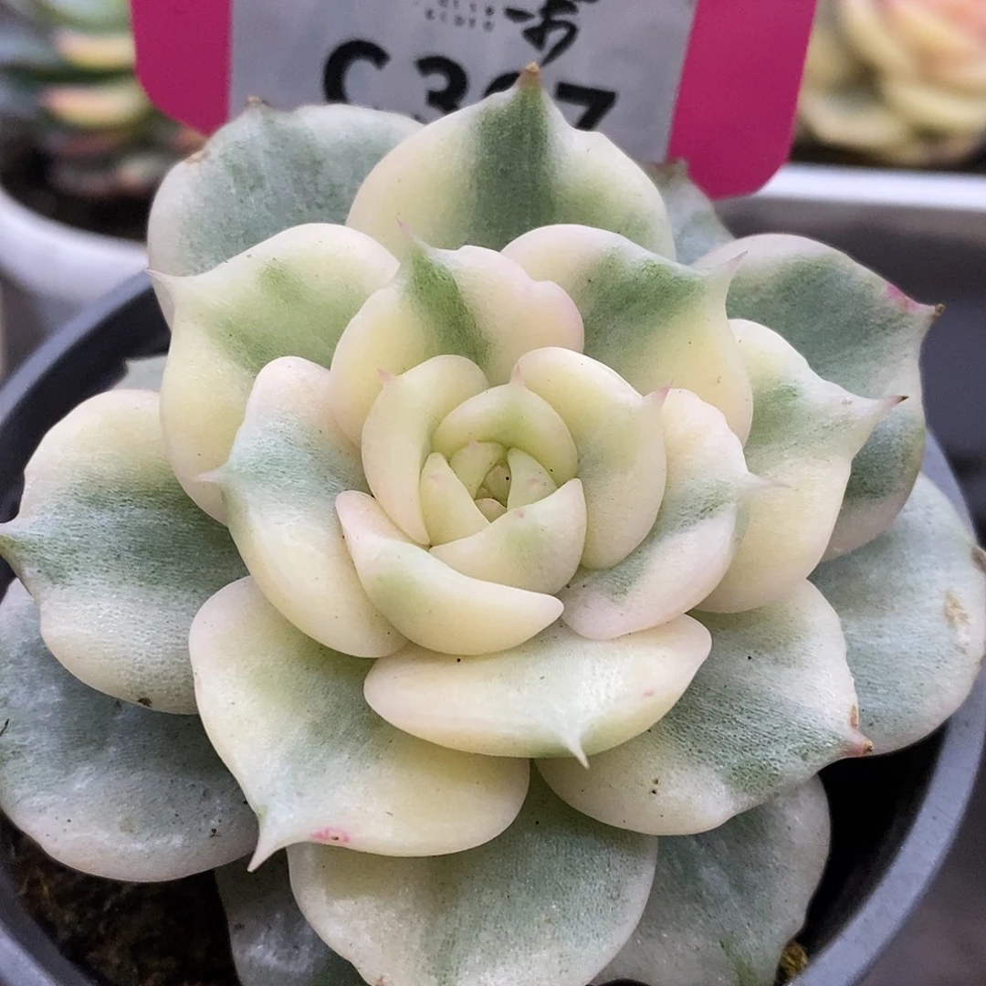 367贝加尔湖哈哈哈哈