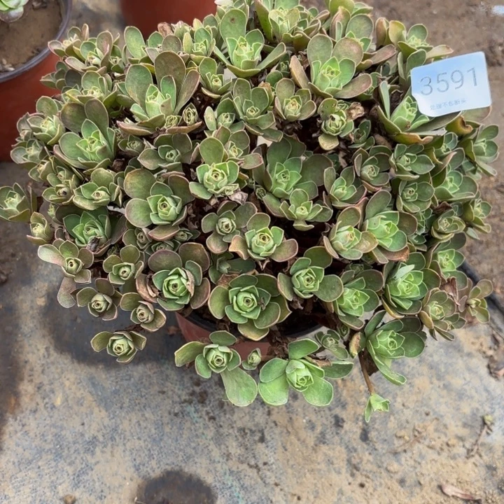 树玫瑰多肉处理不包断头3591