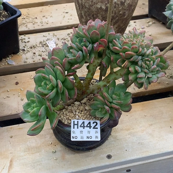 拉萨缀化 非偏远38包邮 节后发