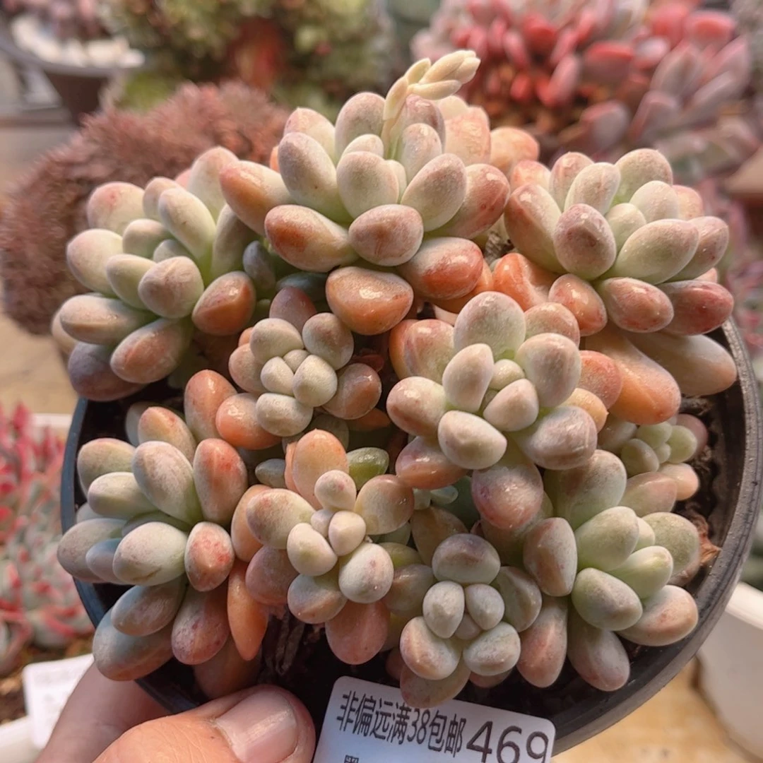469香玉德华多肉