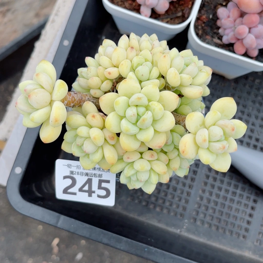 樱花罗绮老桩无盆土发货
