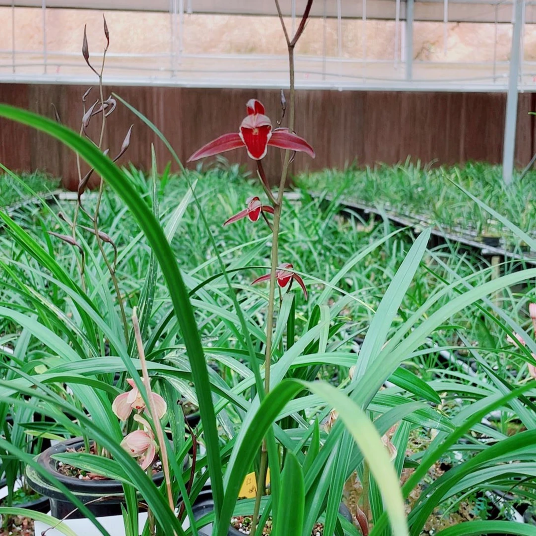 东***荷完全开放一物一漂亮开花