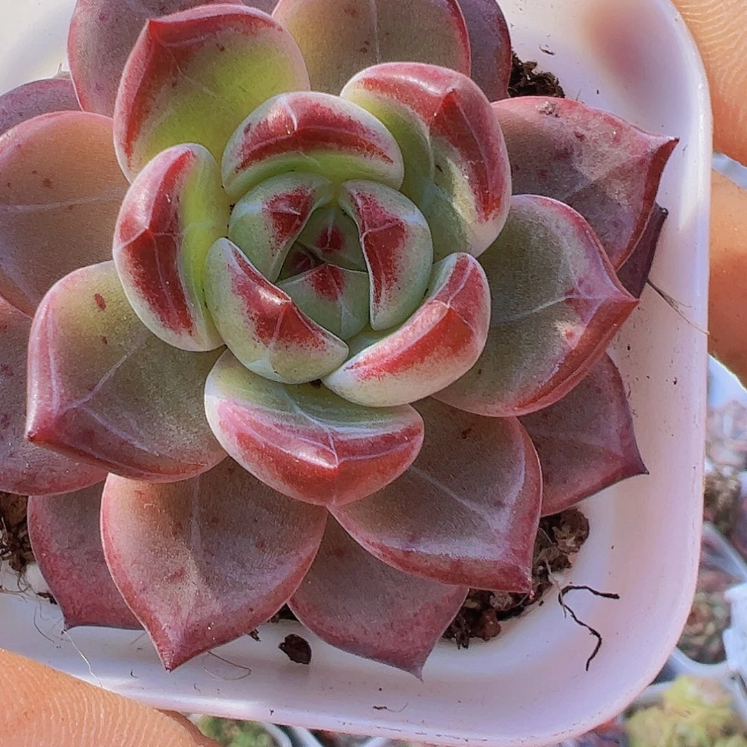 夜魔侠19包邮多肉