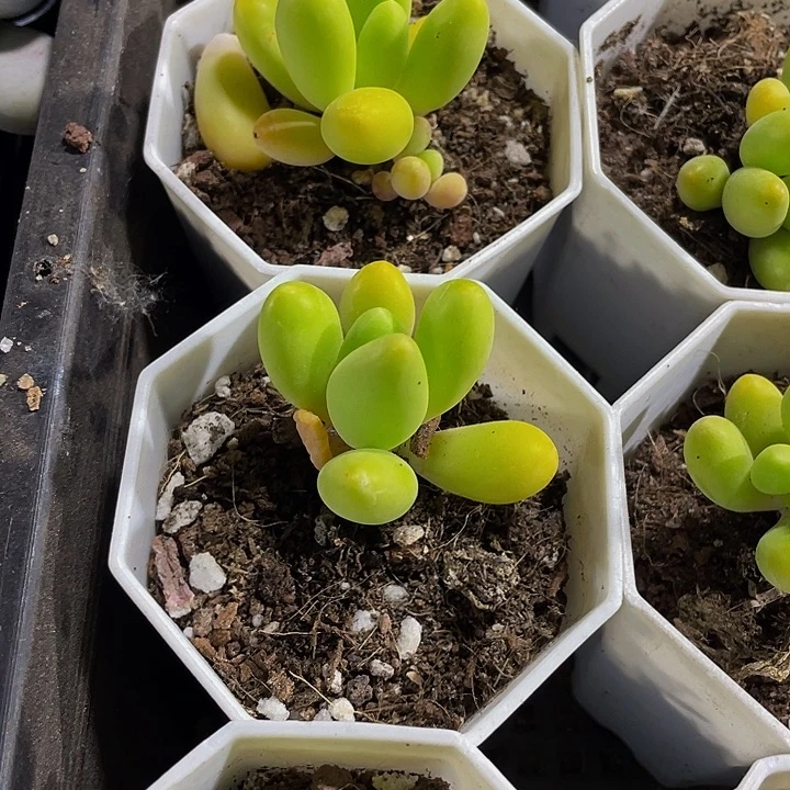 芒果奶3.8带盆土发