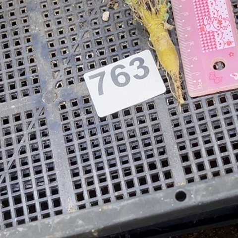 763黑鬼殿一物一图如图