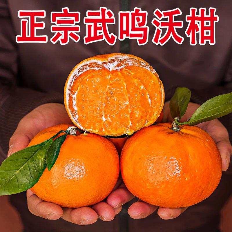 桔乡人广西武鸣沃柑桔子薄皮橘子爆甜多汁产地直发5/9