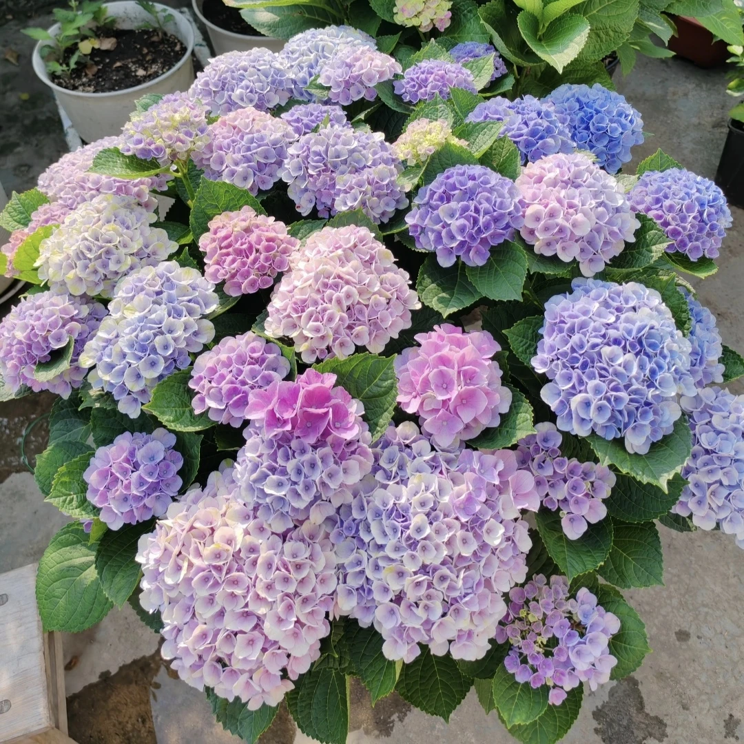 《魔幻革命》大花绣球 粉紫色  绣球花盆栽露天基地原盆原土发