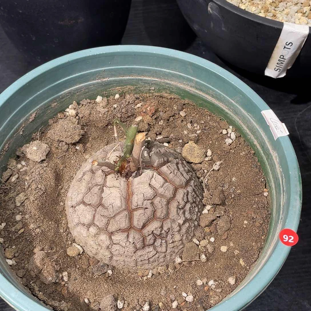 龟甲龙带盆包邮了