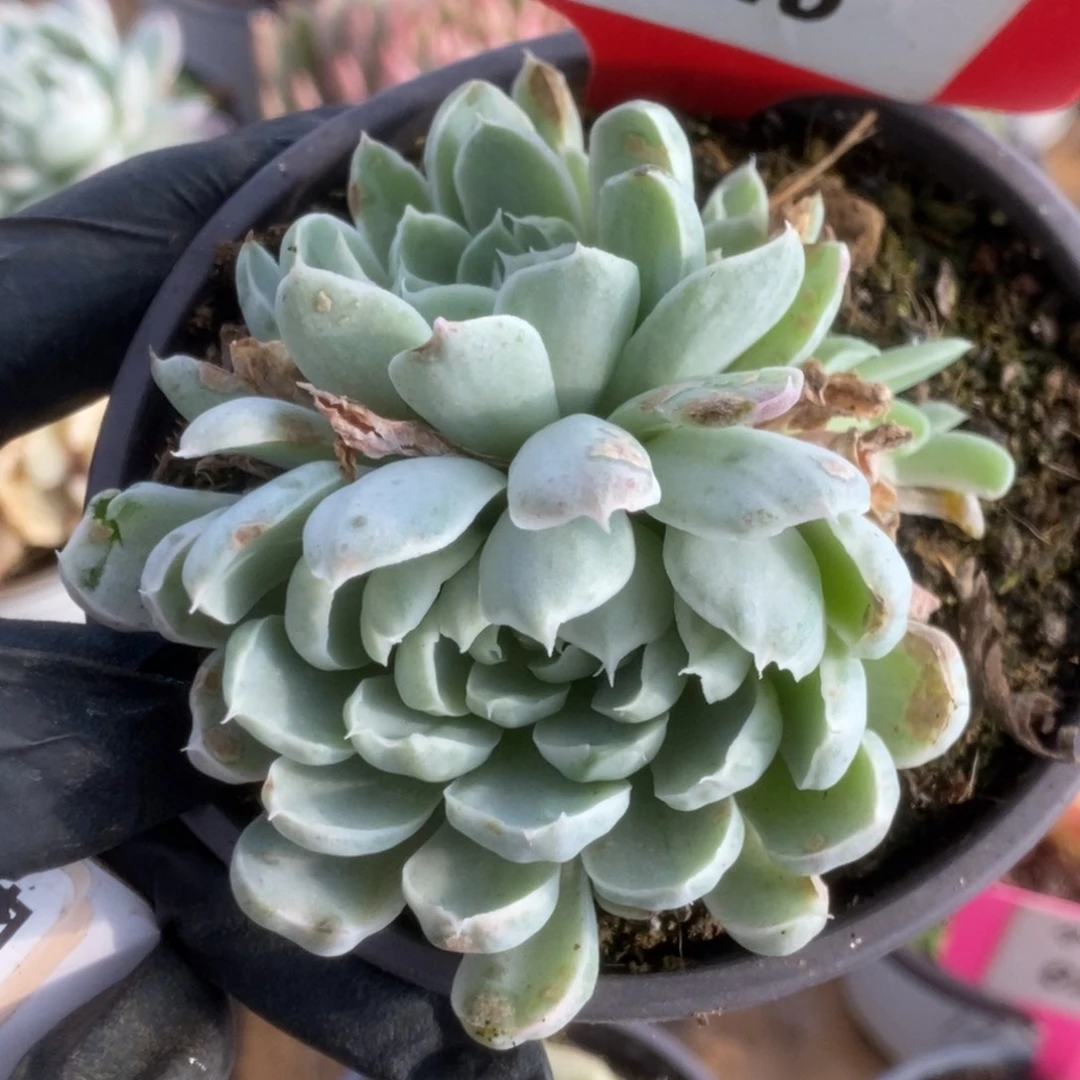 545白线锦锦锦锦锦