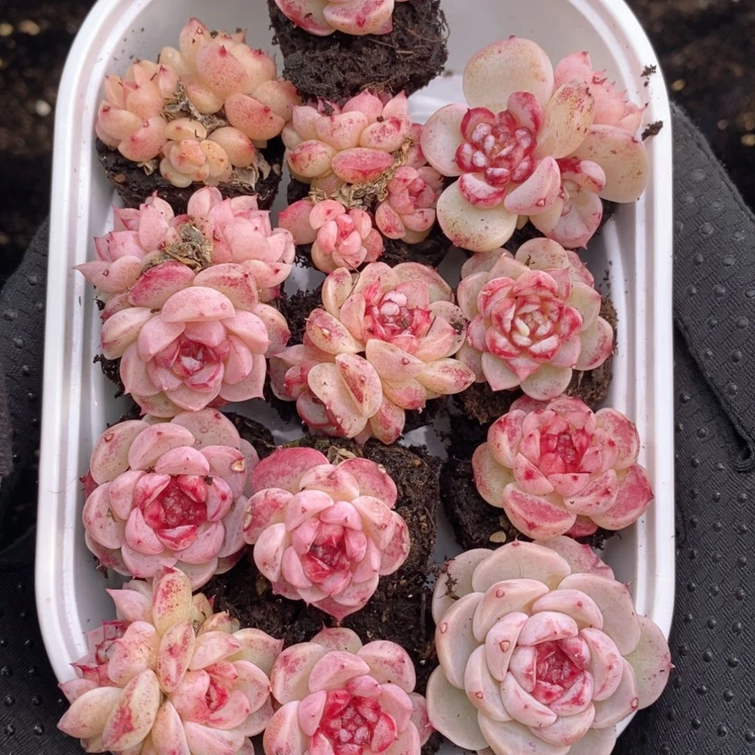 2-105 新疆西藏内蒙不发其他12.8包邮两到三公分多肉