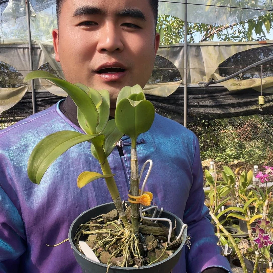 当前无花朵，栽培后可花朵939黄金甲泼墨