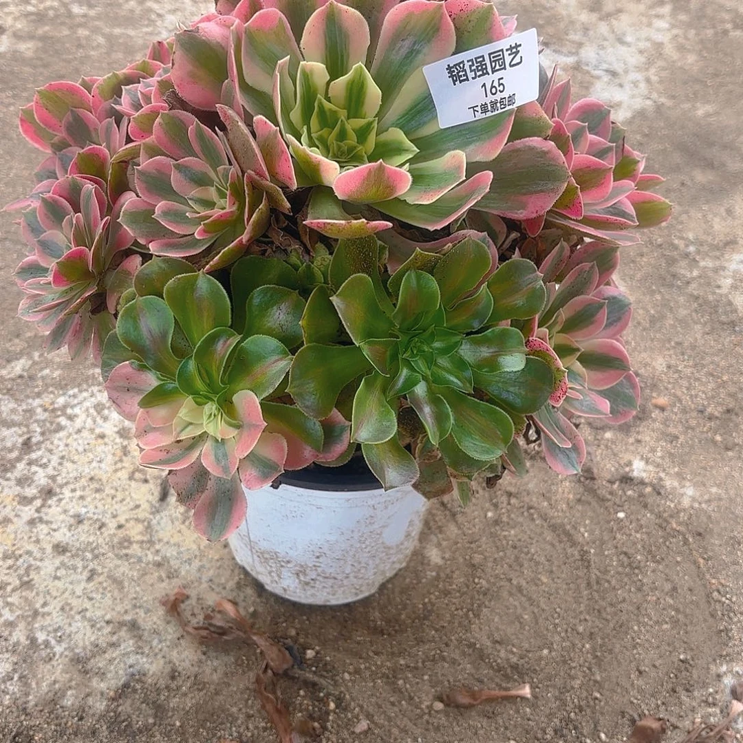 女妖多肉植物手捧165