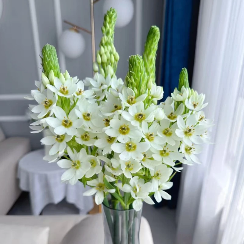 圣心百合鲜花一单中通包邮，两单升级顺丰冷链